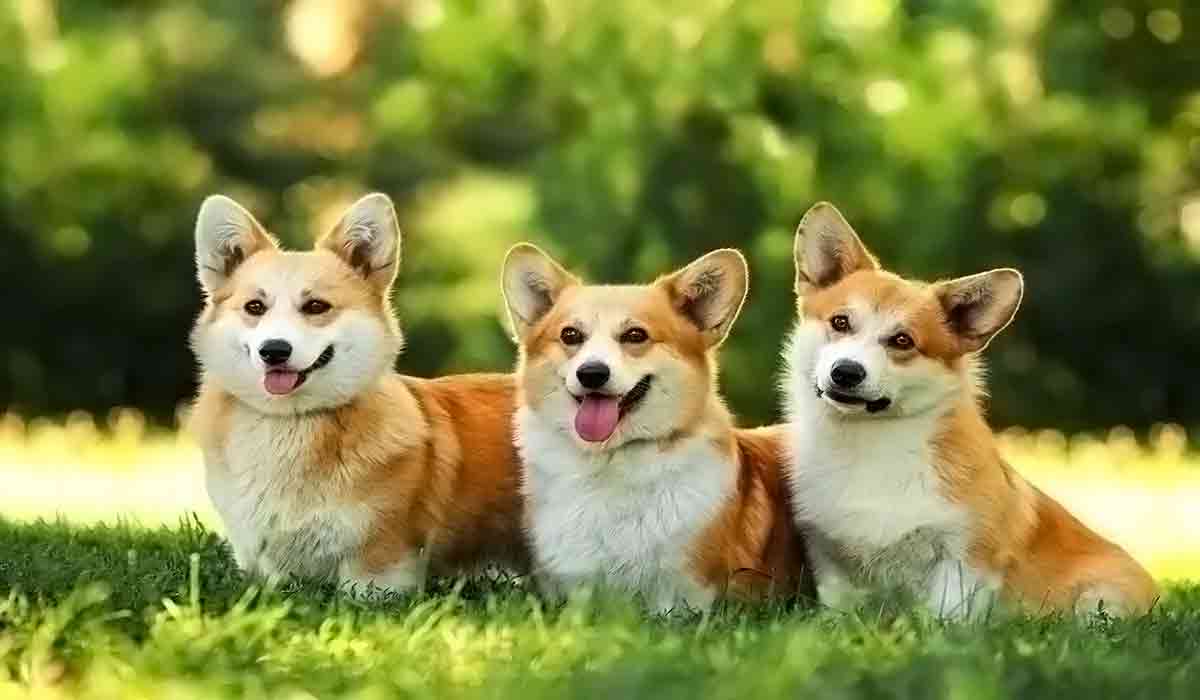 智能防护全面的轰炸免费网页